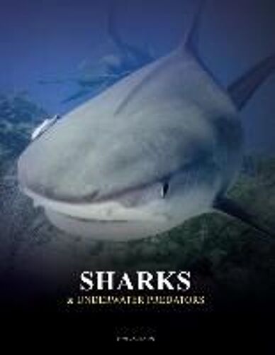 Sharks And Underwater Predators