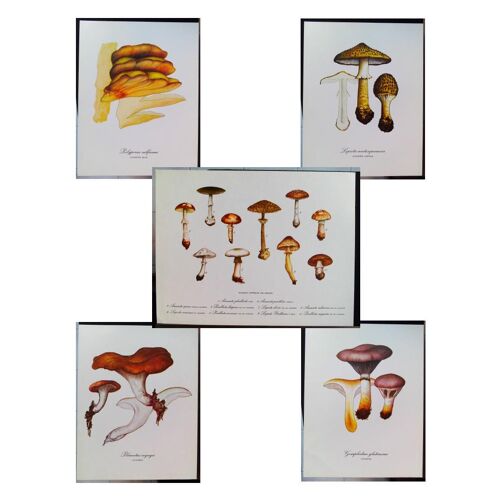 5 Planches De Dessins Publicitaires Vitathion: Champignons Lot 8