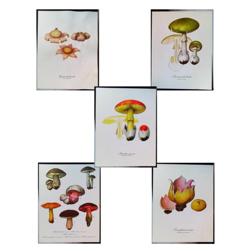 5 Planches De Dessins Publicitaires Vitathion: Champignons Lot 5
