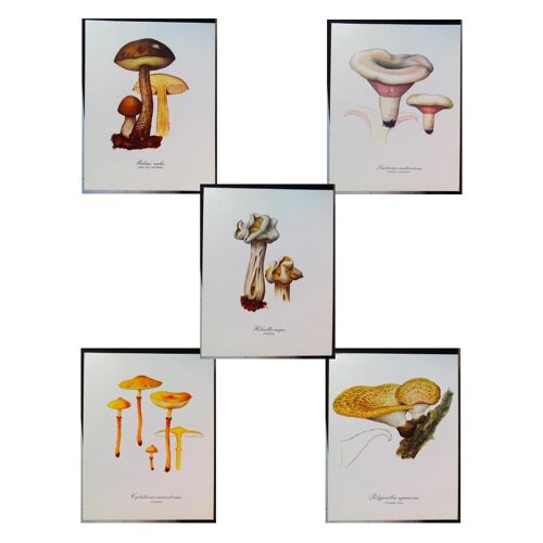 5 Planches De Dessins Publicitaires Vitathion: Champignons Lot 7