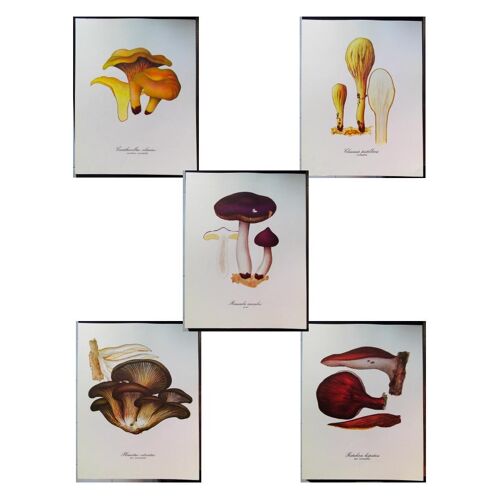 5 Planches De Dessins Publicitaires Vitathion: Champignons Lot 2