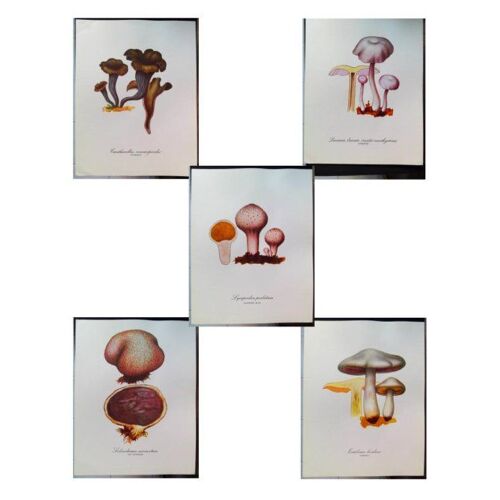 5 Planches De Dessins Publicitaires Vitathion: Champignons Lot 3