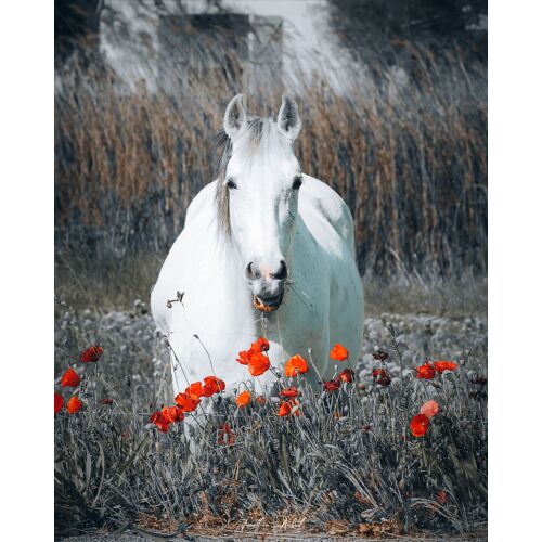 Magnet - Cheval Blanc Camargue