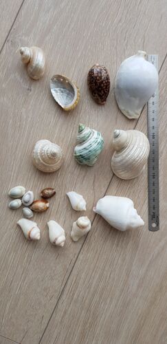 Lot Coquillages Anciens