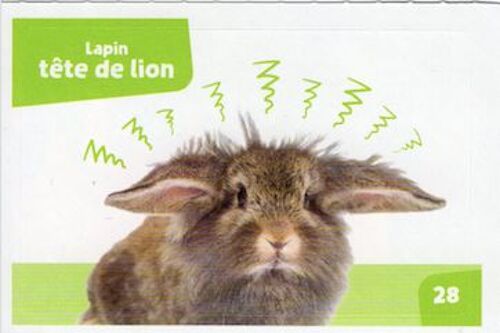 Autocollant Sticker Image Spa, Nos Amies Les Bêtes : 28 - Lapin Tête De Lion / Cora Match 2024