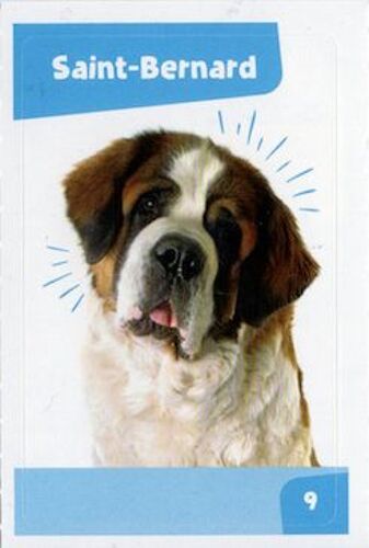 Autocollant Sticker Image Spa, Nos Amies Les Bêtes : 9 - Chien Saint Bernard / Cora Match 2024