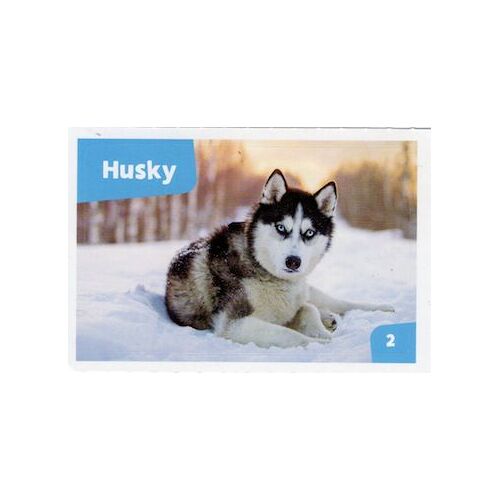 Autocollant Sticker Image Spa, Nos Amies Les Bêtes : 2 - Chien Husky / Cora Match 2024