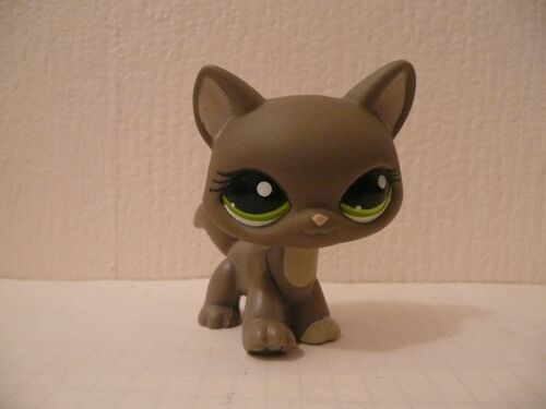 Petshop Chat Maine Coon N° 1059