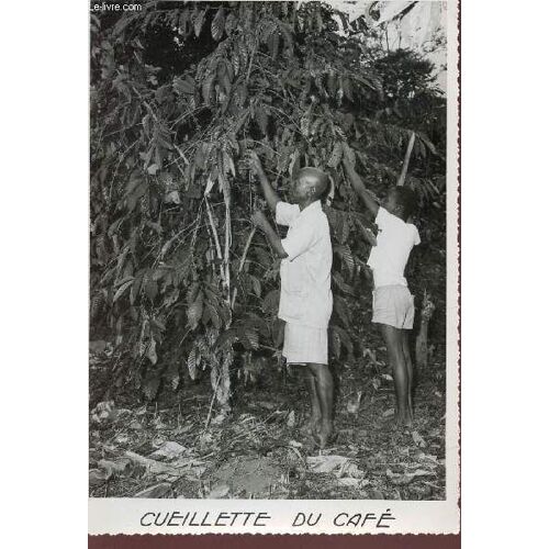Photo-Carte De La Cote D'ivoire : Cueillette Du Cafe.