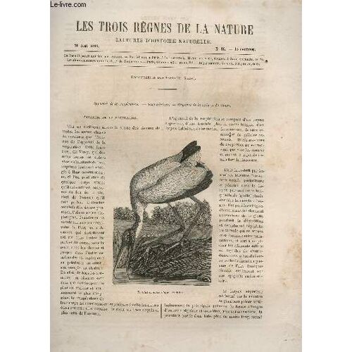 Les Trois Regnes De La Nature - Lectures D'histoire Naturelle / Deuxieme Annee  - N°86 - 19 Aout 1865 / Organisation Des Oiseaux (Suite) - Apprareil De La Respiration - Sacs Aeriens - ...