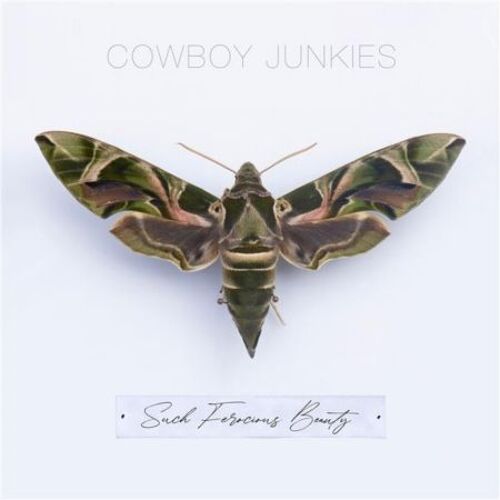 Such Ferocious Beauty - Cd Album