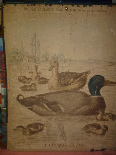 Affiche:"Le Canard Et La Cane" Du Musée Scolaire De Emile Deyrolle (46 Rue Du Bac Paris)