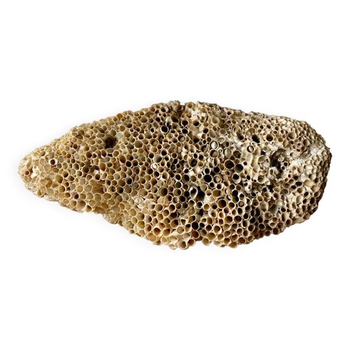Fossile de corail beige