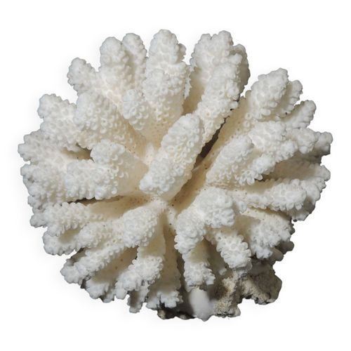 Corail de mer cluster blanc vintage blanc