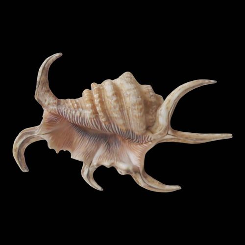 Coquillage beige
