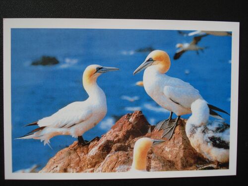 Carte Postale Perros-Guirec - Réserve Naturelle 7 Îles - Fou De Bassan