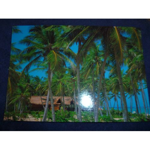 Carte Postale "Republique Dominicaine" Palmiers