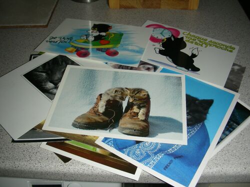 Lot De 27 Cartes Postales : Chats