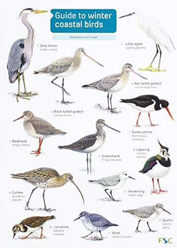 Guide To Winter Coastal Birds