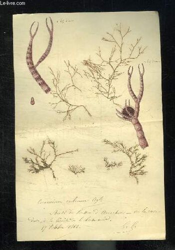 Herbier Fait Par Un Particulier.