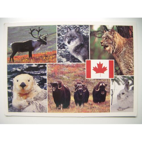 Carte Postale De La Faune Canadienne