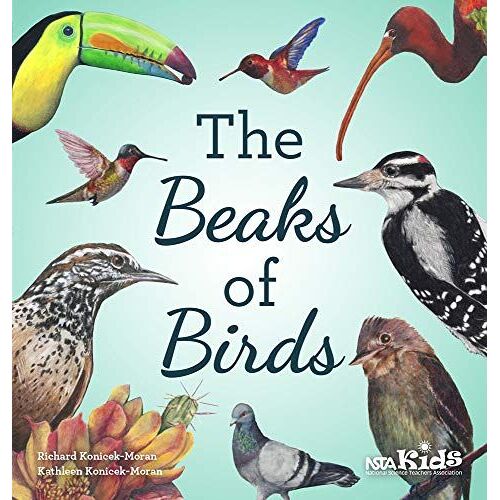 The Beaks Of Birds