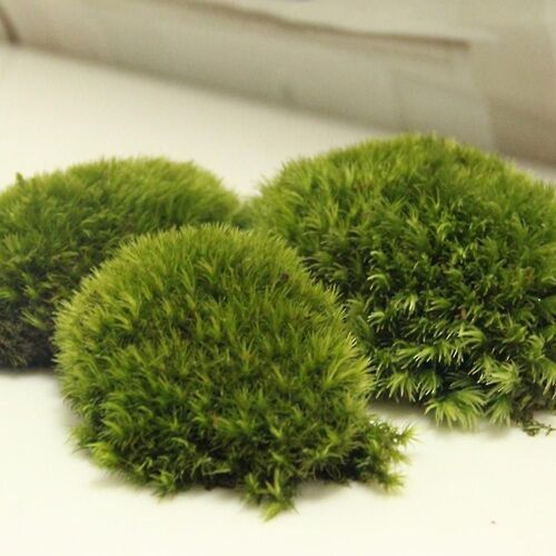 Garden Accessories Living Moss Live Cushion Reptile Terrarium Bonsai