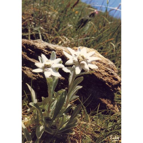 Images De Chez Nous : Edelweis Ou Étoiled'argent (Leontopodium Alpinum) (Ref 1958-S)