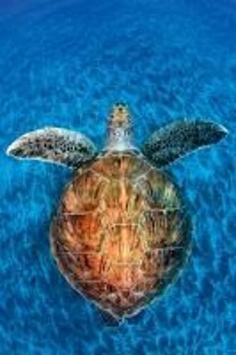 Wildlife Photographer Of The Year: Portfolio 23