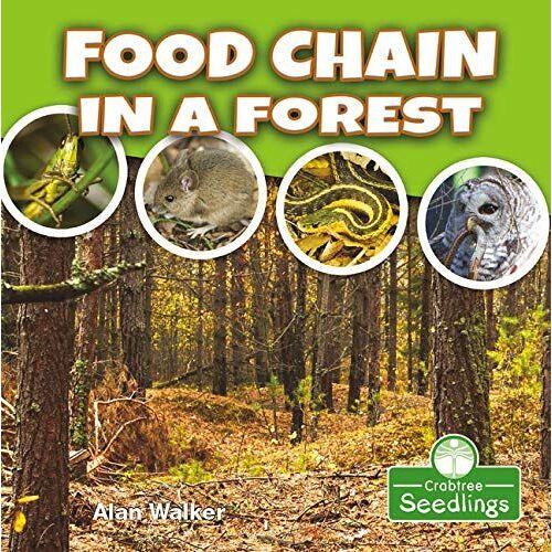 Food Chain In A Forest