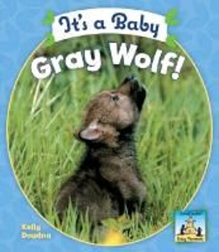 It's A Baby Gray Wolf!