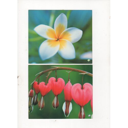 Lot De 4 Cartes Postale De Fleurs (N E)
