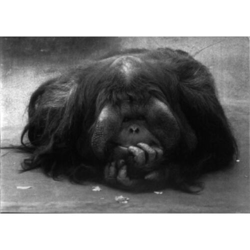 Orang Outang Sceptique (Photo : Gloaguen)