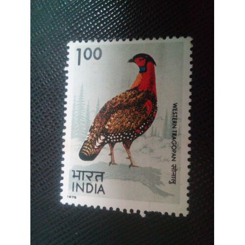 Timbre Inde Y T 430 Tragopan Occidental (Tragopan Melanocephalus) 1975 ( 020407 )