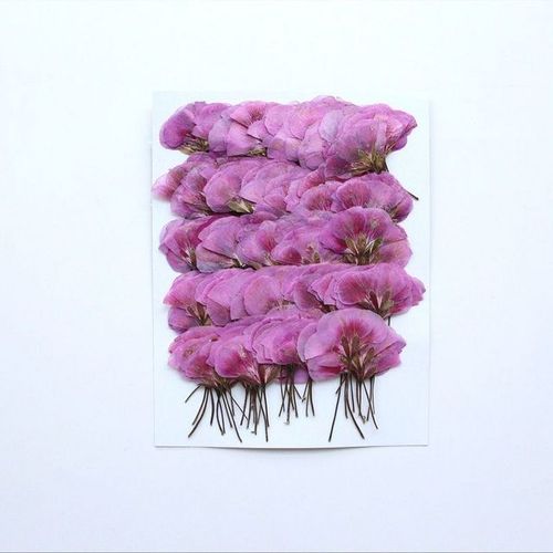 Lot de 500 bijoux pressés et séchés en forme de Pelargonium hortorum fleur d'herbier carte postale signet cadre de téléphone étui de maquillage lampe DIY bricolage