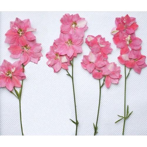 Fleur séchée pressée Gaura Lindheimeri avec branche pour collier pendentif en résine époxy accessoires de bricolage pour la fabrication de bijoux 60 pièces