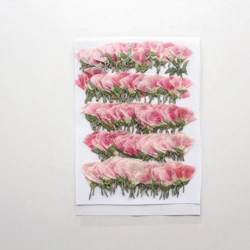 Godetia Clarkia amoena fleurs séchées pressées sur le côté herbium pour bijoux carte postale cadre de signet étui de téléphone maquillage du visage lampe