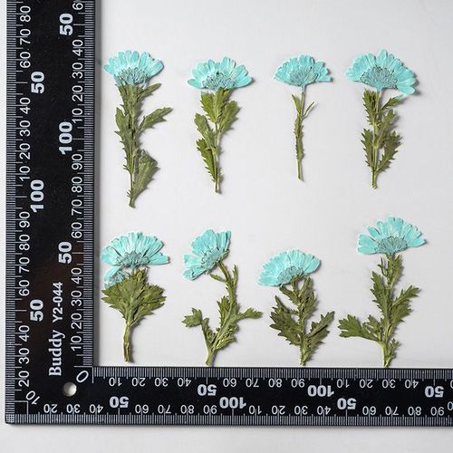 Marguerite séchée pressée sur le côté avec tige 120 pièces pour la fabrication de bijoux artisanaux en époxy marque-page étui de téléphone cadre de maquillage pour le visage