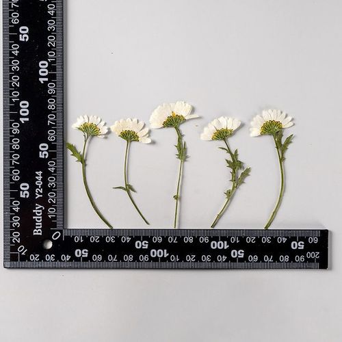 Marguerite séchée pressée sur le côté avec tige 60 pièces pour la fabrication de bijoux artisanaux en époxy marque-page étui de téléphone cadre de maquillage pour le visage