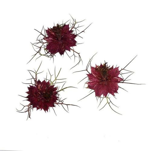 Plante de Nigella damascena 60 pièces plantes à fleurs séchées pressées herbier pour Nail Art maquillage bijoux marque-page étui pour téléphone DIY