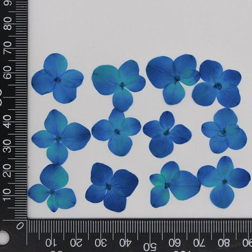 Hortensia à fleurs séchées pressées 60 pièces pour résine époxy bijoux marque-page étui de téléphone maquillage Nail Art bricolage