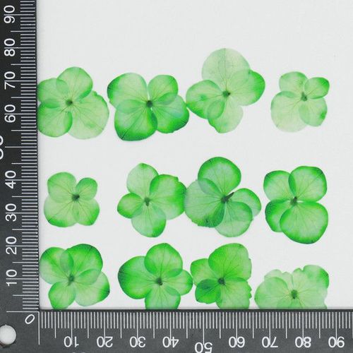 Hortensia à fleurs séchées pressées 250 pièces pour résine époxy bijoux marque-page étui de téléphone maquillage Nail Art DIY bricolage