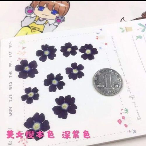 Fleurs séchées pressées naturelles 120 pièces plante d'herbier de Verbena hybride pour bijoux carte postale signet étui de téléphone carte d'invitation DIY