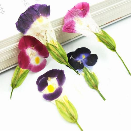 Torenia fleurs séchées pressées 60 pièces plante herbium pour maquillage bijoux carte postale carton d'invitation étui pour téléphone DIY bricolage