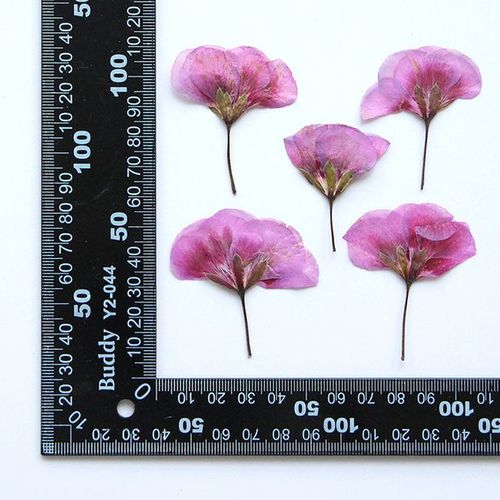 Lot de 60 bijoux pressés et séchés en forme de Pelargonium hortorum fleur d'herbier carte postale signet cadre de téléphone étui de maquillage lampe DIY