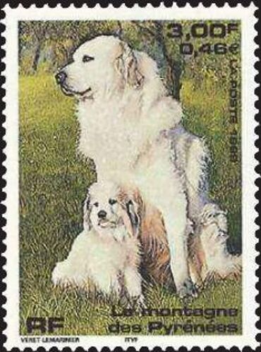 Chats Et Chien, Le Montagne Des Pyrénéees