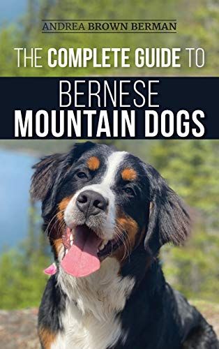 The Complete Guide To Bernese Mountain Dogs