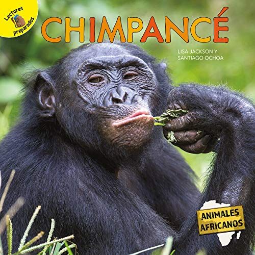 Chimpancé: Chimpanzee