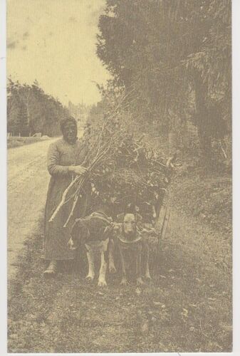 Chariot Tiré Par 2 Chiens