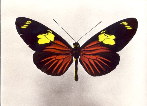 Papillon : Heliconius Doris L. Forme Delila Hbn (Gyane Française (Matoury)